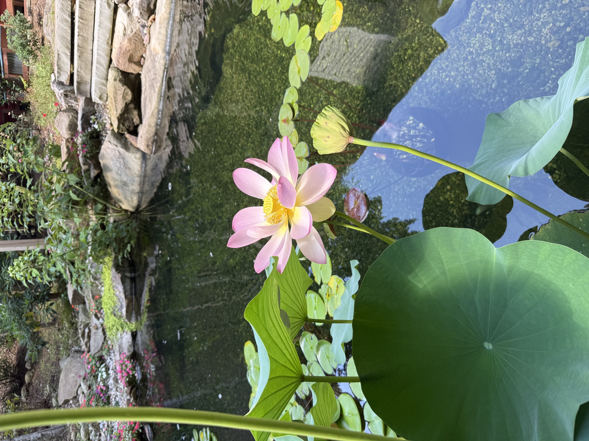 Lotus and lily pads, Hoaglandscape Signature pond