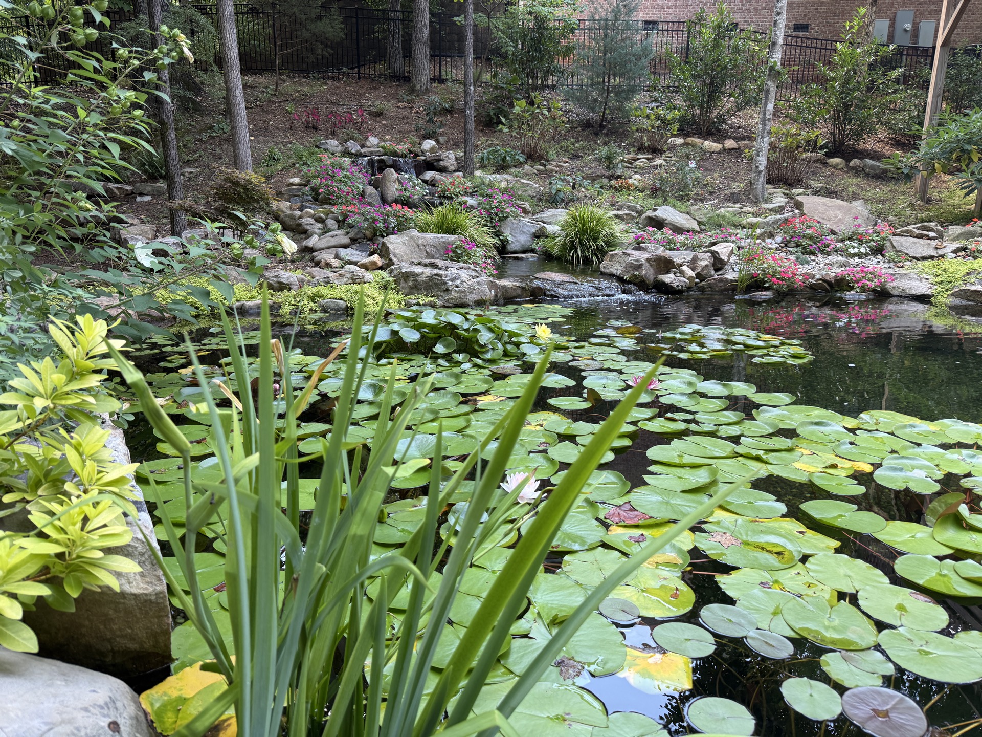 Fort Mill recreation swim pond, summer